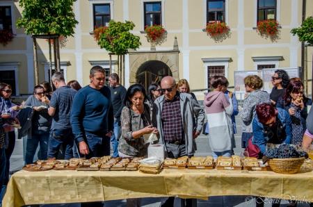 Trgatev stare trte s Saro Čopar 2